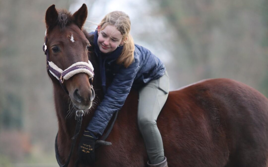 Bandit Paard Zoekt Baas