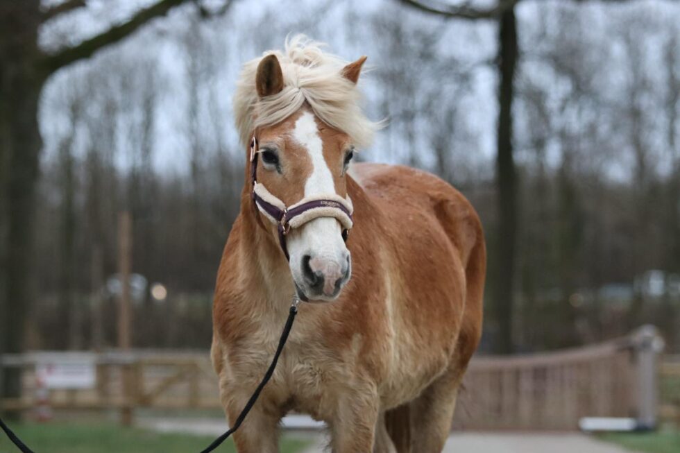 Kosten Paard Zoekt Baas