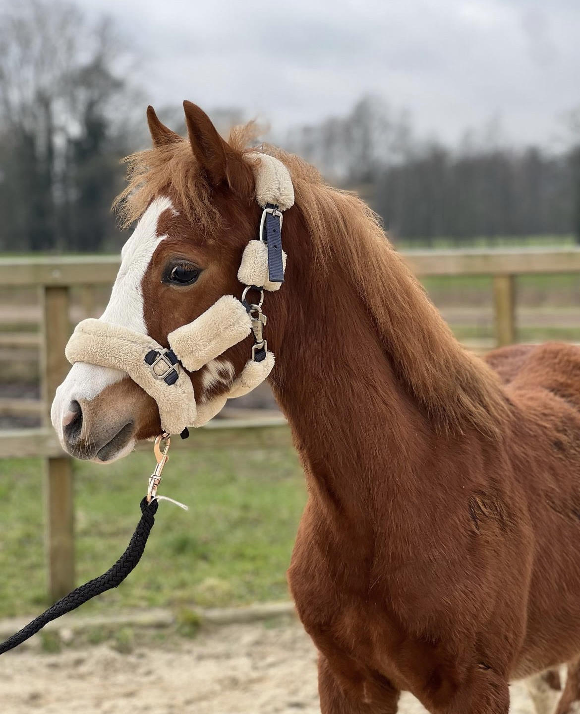 stam Geleidbaarheid Nieuwe aankomst Adoptie paarden | Paard zoekt baas